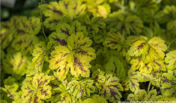 Zum Vergrößern klicken Bildvorschau