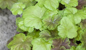 Zum Vergrößern klicken Bildvorschau