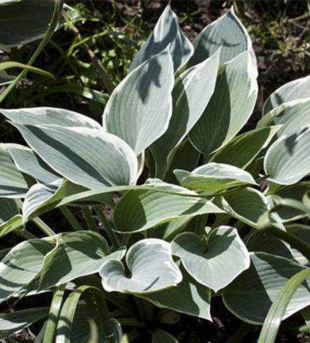 Hosta x tardiana 'El Nino' -R-