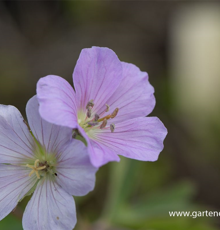 Amerikanischer Storchschnabel Amerikanischer Storchschnabel