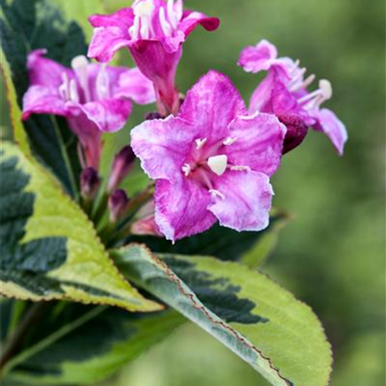 Buntlaubige Weigelie