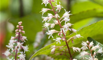 Zum Vergrößern klicken Bildvorschau