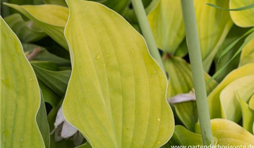 Zum Vergrößern klicken Bildvorschau