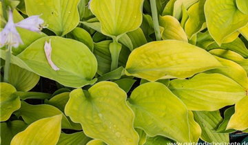 Zum Vergrößern klicken Bildvorschau