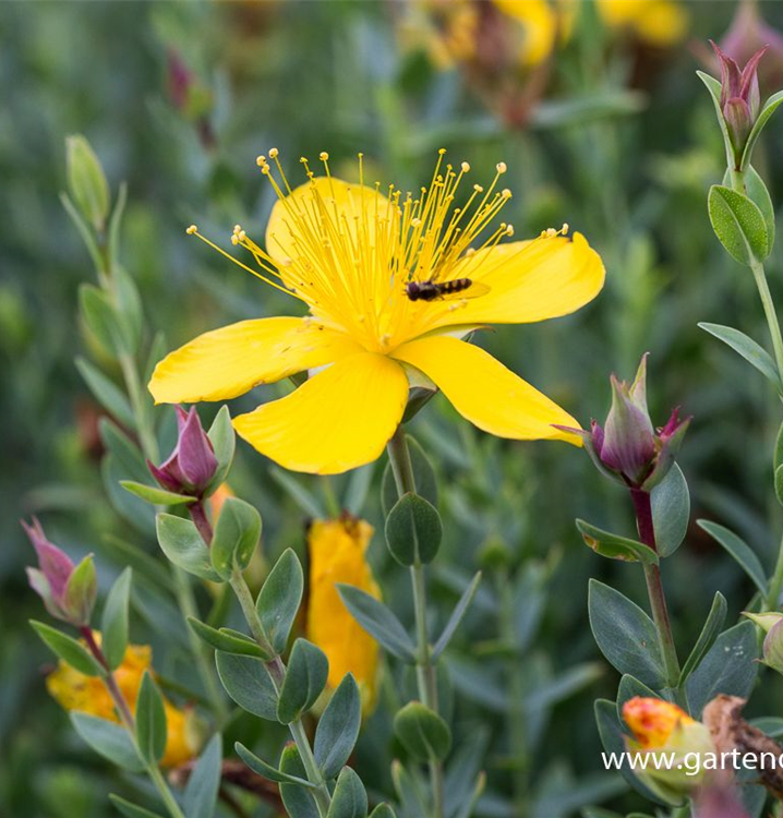 Polster-Johanniskraut