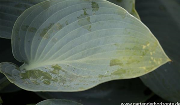 Zum Vergrößern klicken Bildvorschau