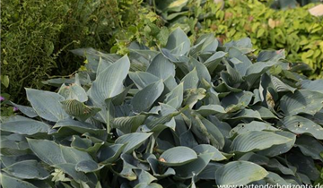 Zum Vergrößern klicken Bildvorschau