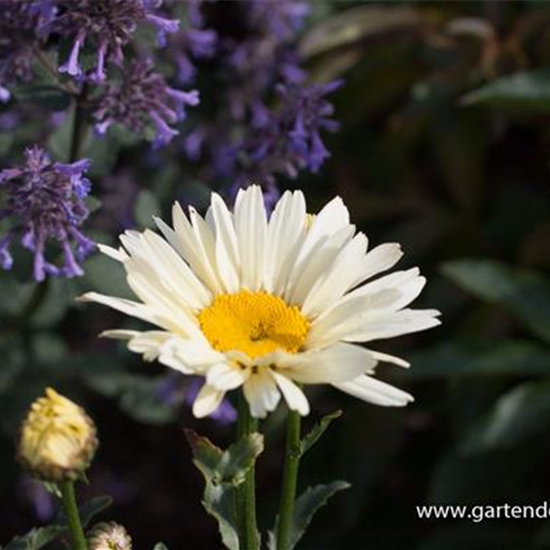 Großblumige Garten-Margerite 'Broadway Lights'®