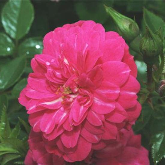 Bodendeckerrrose 'Knirps'®