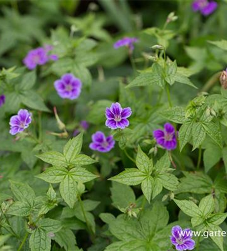 Geranium nodosum 'Clos du Coudray'