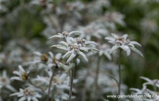 Alpen-Edelweiß