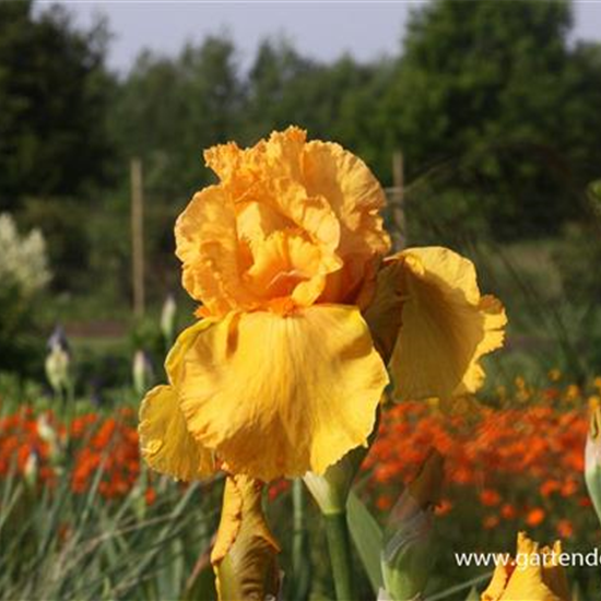Hohe Garten-Schwertlilie