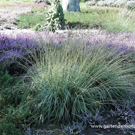 Gestreiftes Garten-Pfeifengras 'Variegata'