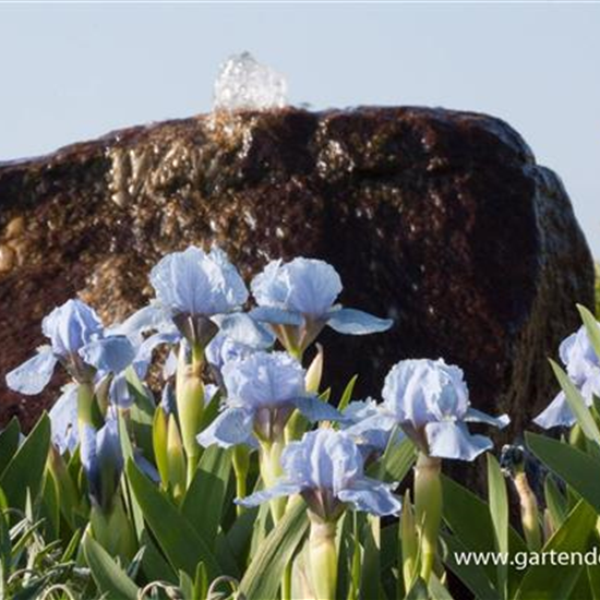 Zwergige Garten-Schwertlilie 'Blue Denim'