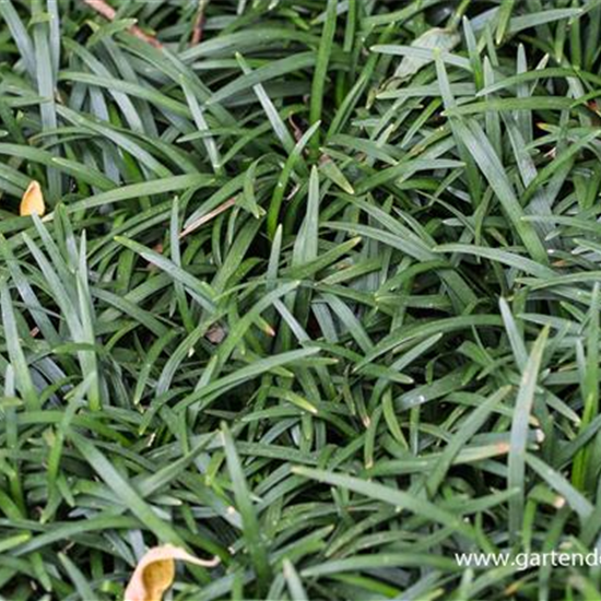 Kleiner Garten-Schlangenbart 'Minor'