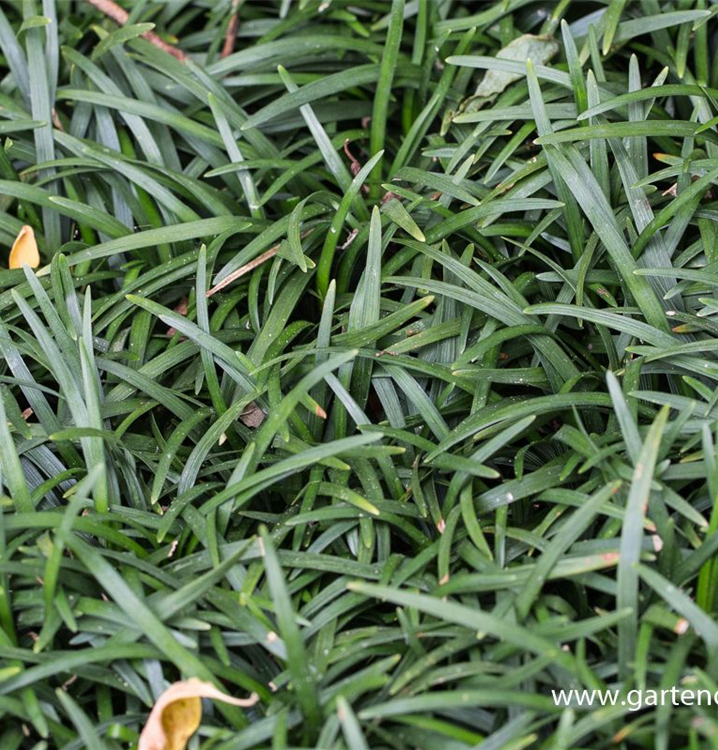 Ophiopogon japonicus 'Minor'