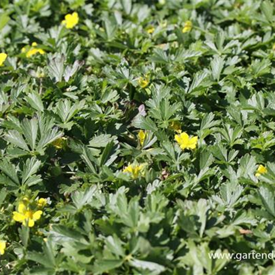 Frühlings-Fingerkraut Frühlings-Fingerkraut