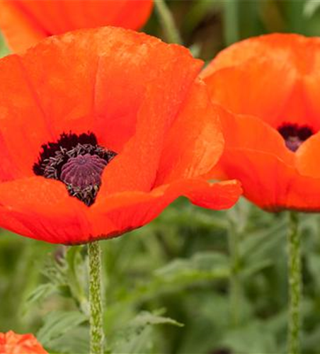 Orientalischer Mohn