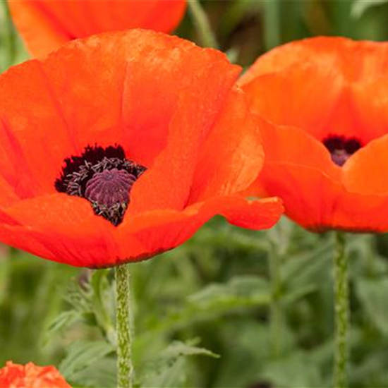 Orientalischer Mohn