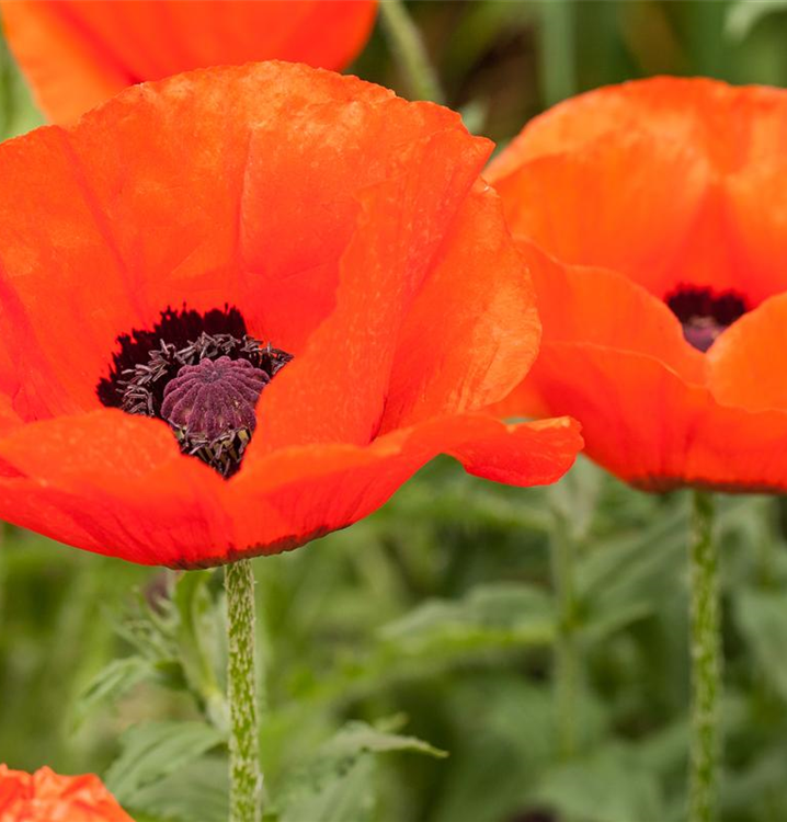 Papaver orientale 'Nana Allegro'