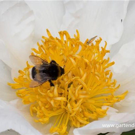 Garten-Pfingstrose 'Krinkled White'