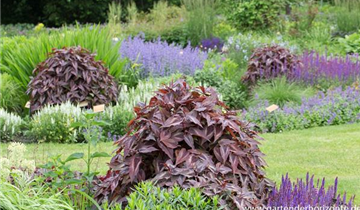 Zum Vergrößern klicken Bildvorschau