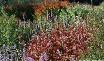 Zum Vergrößern klicken Bildvorschau
