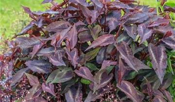 Zum Vergrößern klicken Bildvorschau