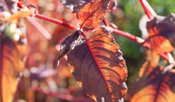 Zum Vergrößern klicken Bildvorschau