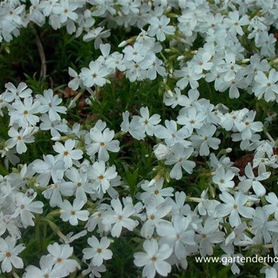 Garten-Teppich-Flammenblume 'White Delight'