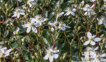 Zum Vergrößern klicken Bildvorschau