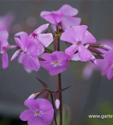 Phlox glaberrima 'Bill Baker'