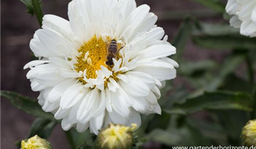 Zum Vergrößern klicken Bildvorschau