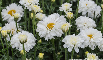 Zum Vergrößern klicken Bildvorschau