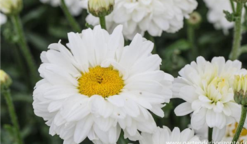 Zum Vergrößern klicken Bildvorschau