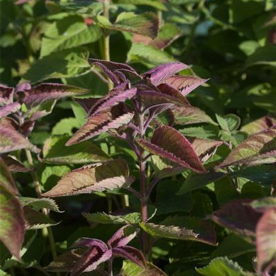 Indianernessel Indianernessel