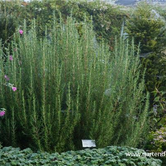 Garten-Rosmarin 'Arp'