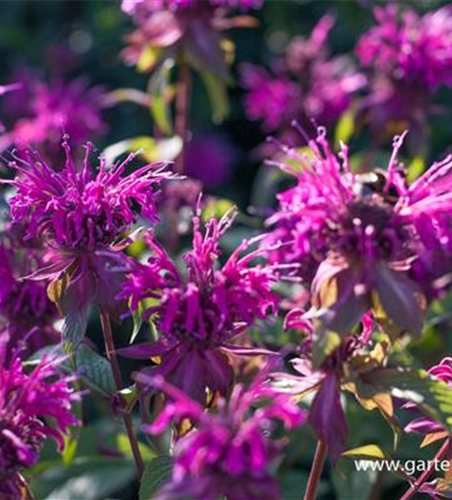 Indianernessel Indianernessel