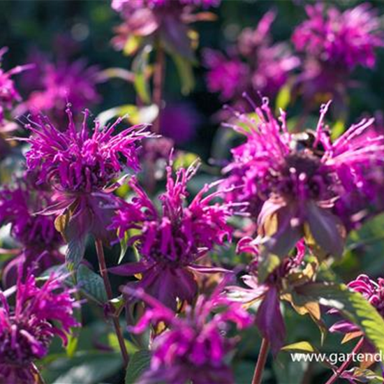 Indianernessel Indianernessel