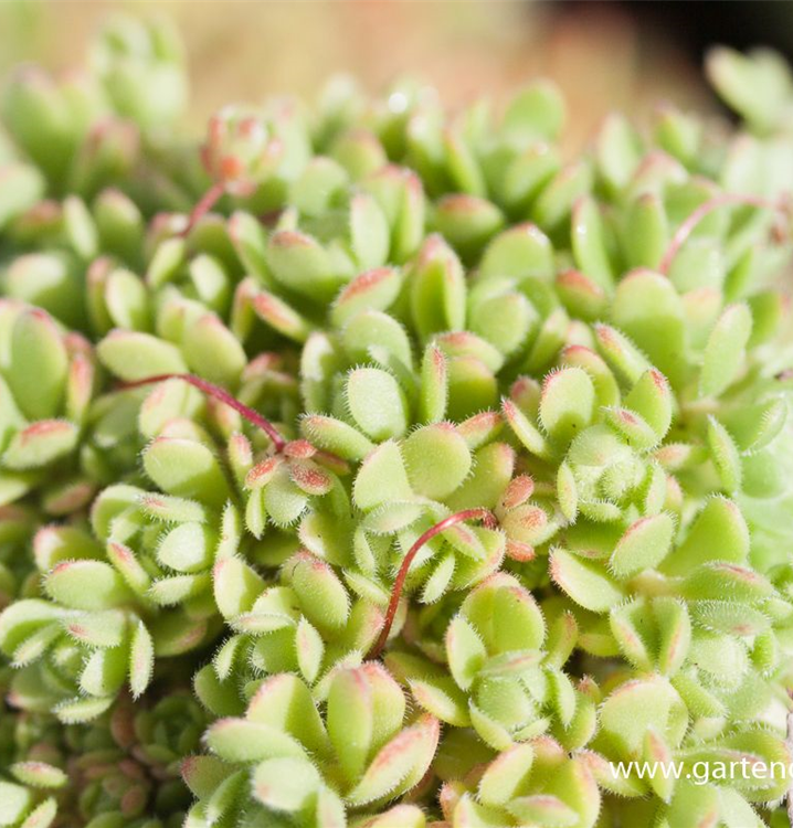 Sedum sedoides