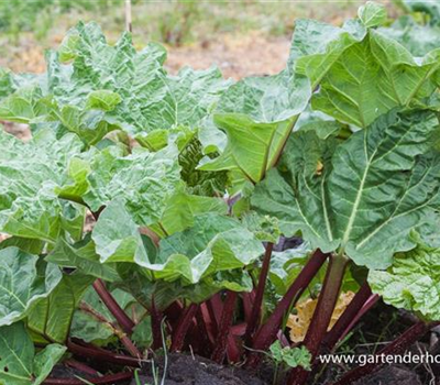 Garten-Rhabarber 'Holsteiner Blut'