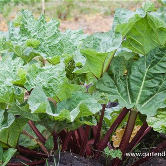 Garten-Rhabarber 'Holsteiner Blut'