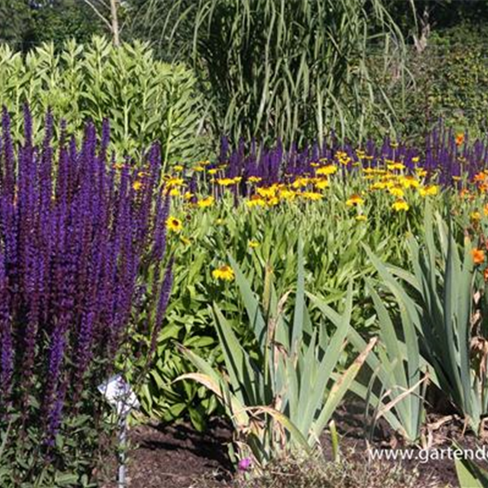 Garten-Blüten-Salbei 'Caradonna'