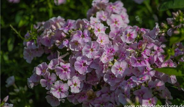 Zum Vergrößern klicken Bildvorschau