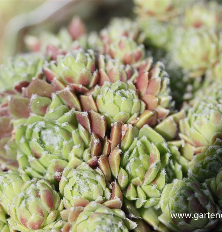 Sempervivum arachnoideum 'Silberkarneol'