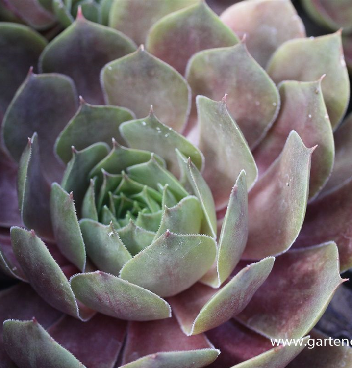 Sempervivum tectorum 'Othello'