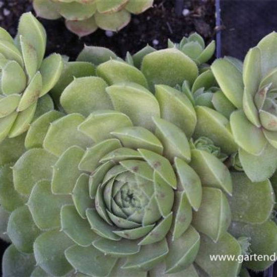 Garten-Hauswurz