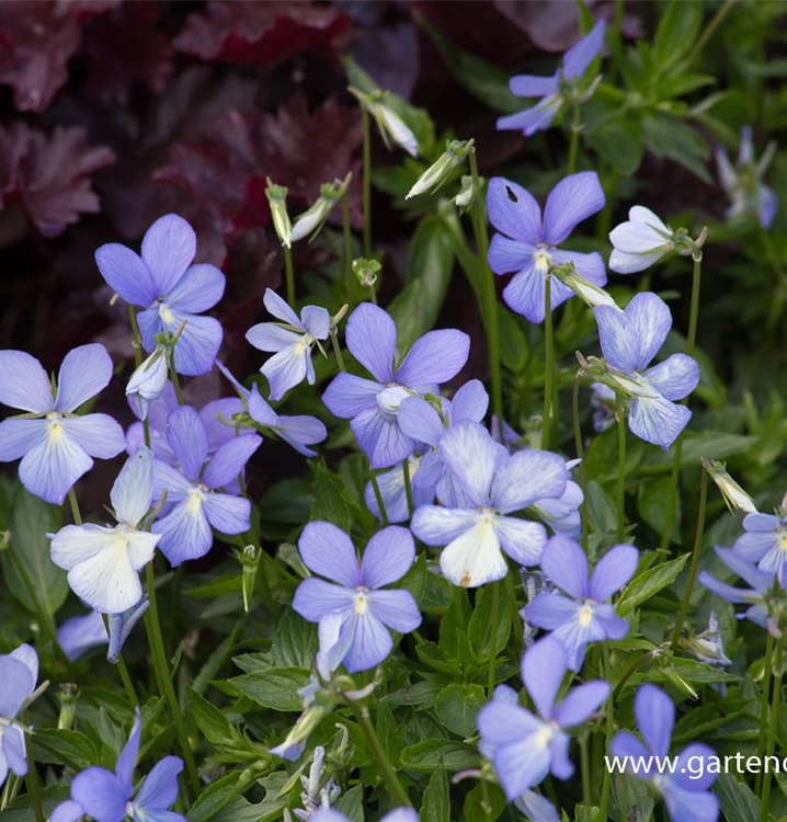 Viola cornuta 'Blue Moon'