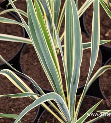 Palmlilie 'Bright Edge' Palmlilie 'Bright Edge'