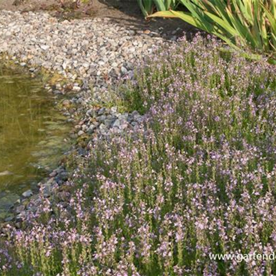 Ehrenpreis 'Kentish Pink'
